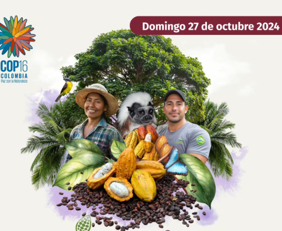  Sistemas agroforestales de cacao para la conservación de bosques en la Amazonía.