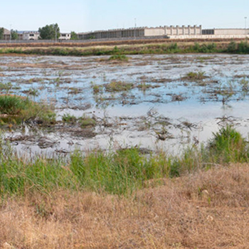 Humedal artificial originado por obras en polígono industrial en España