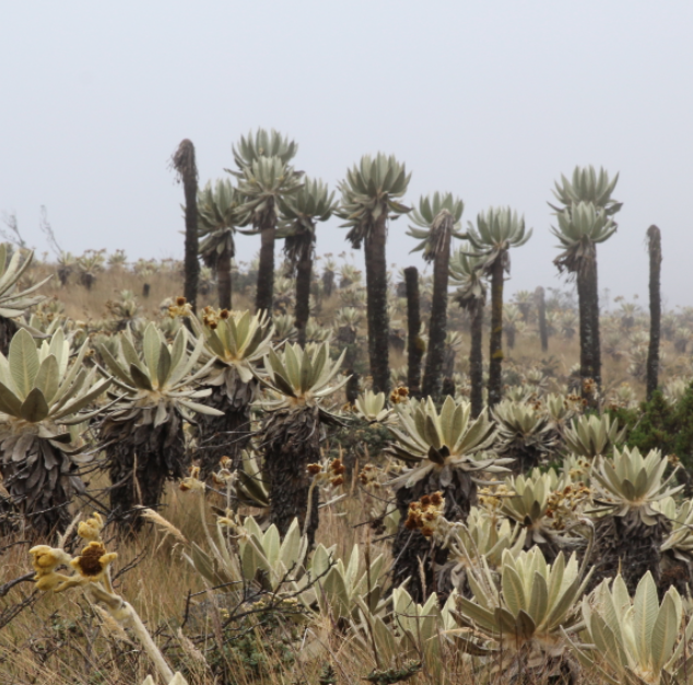 Huertas de la zona de reserva campesina de Cabrera conservan el páramo