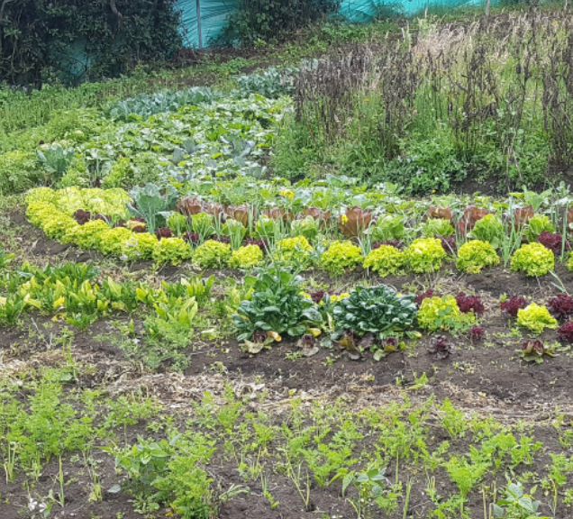 Escuela agroecológica recupera la seguridad alimentaria en el Desierto de la Tatacoa