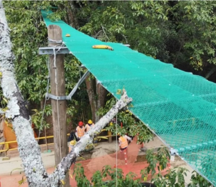 Paso de fauna arbóreo, un cruce seguro para animales por las vías en Medellín