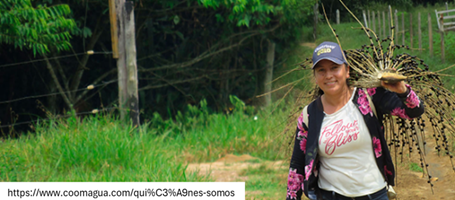 Coomagua: la cooperativa que está frenando la deforestación de las selvas del Guaviare a través de la forestería comunitaria y el aprovechamiento de productos forestales no maderables