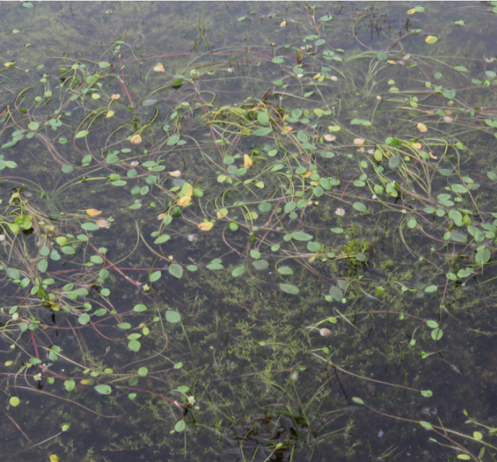 Infraestructura verde para recuperar lagos naturales en el lago Patzcuaro, Michoacan