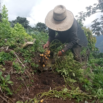 Huertas y organización social de mujeres campesinas de Planadas, Tolima