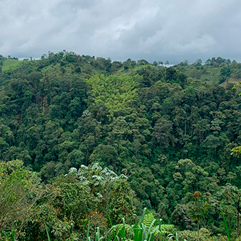Barbas-Bremen, el corredor que se convirtió en el corazón verde del Eje cafetero 