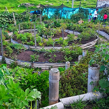 La huerta es investigación, demostración y aprendizaje: el sueño de dos ex - citadinos en ventaquemada