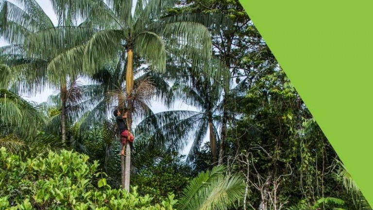 Sistemas agroforestales  con Euterpe precatoria para la conservación del bosque en pie.