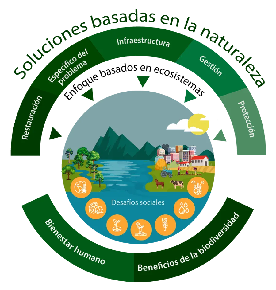 Gr&aacute;fico SbN