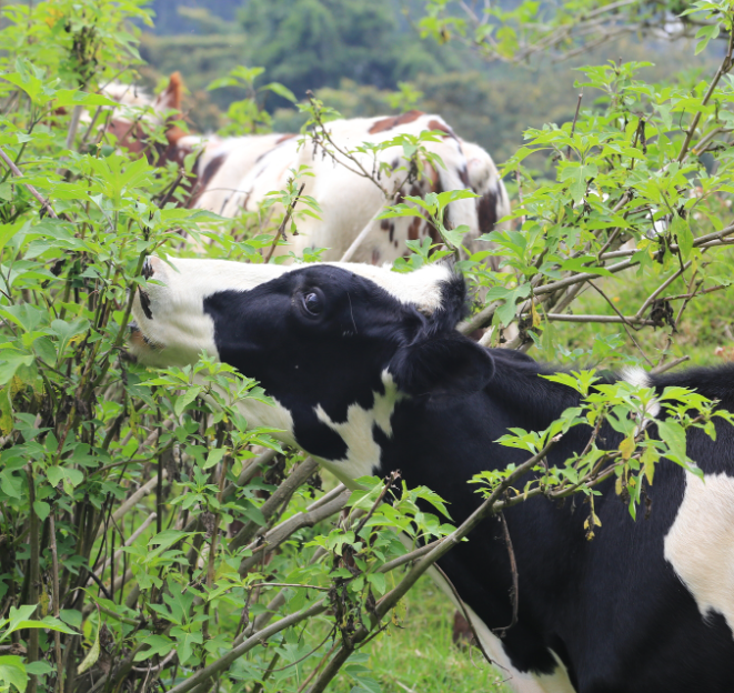 img-El Hatico, una experiencia de ganadería sostenible y climáticamente resiliente en Colombia
