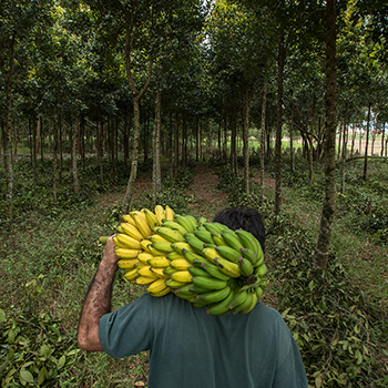 Adopción de agrosilvicultura en una pequeña comunidad amazónica en Brasil