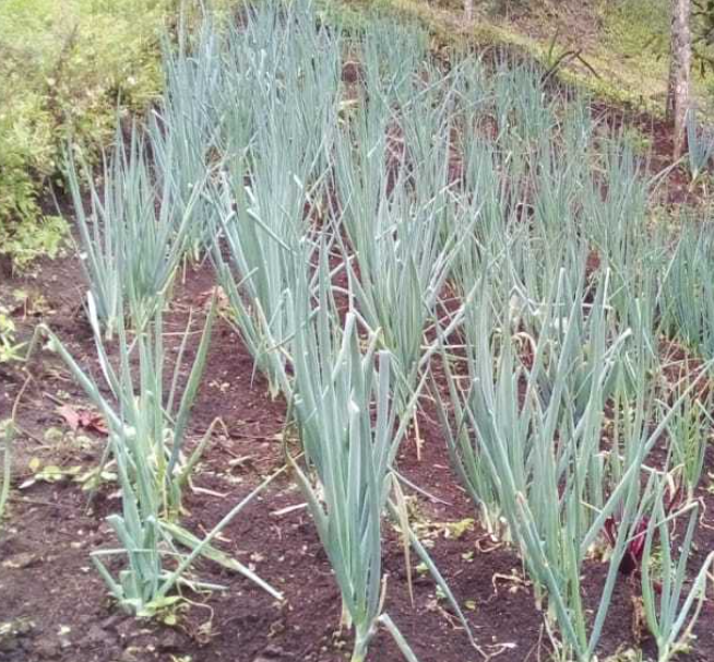 El tul y la conservación de la memoria biocultural Nasa