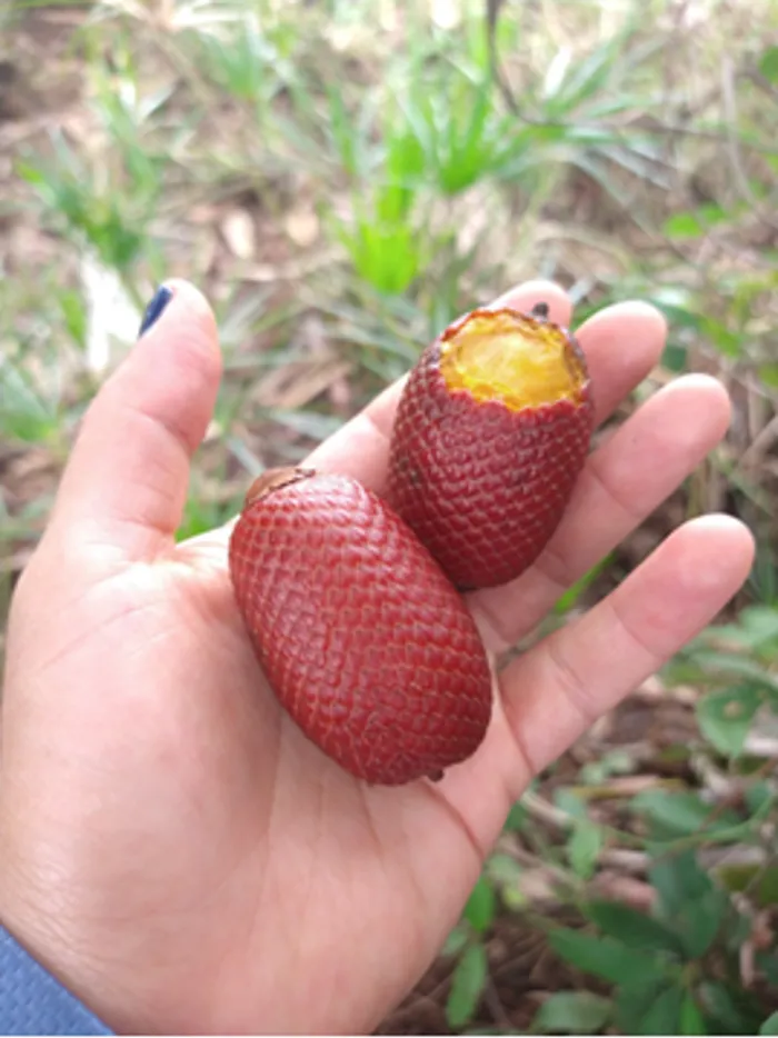 img-Manejo forestal sostenible comunitario – no maderables