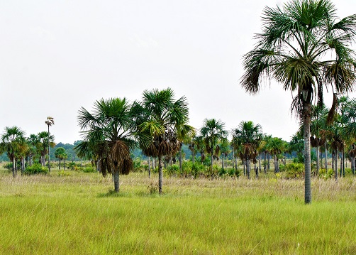 img-Protección y restauración de ecosistemas de sabanas