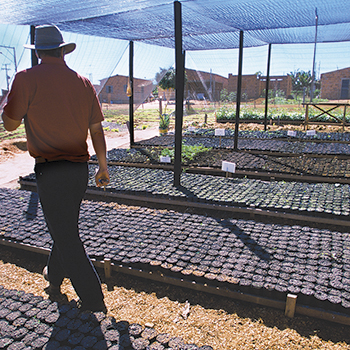 Los retos de las semillas nativas y la restauración del Cerrado, Brasil