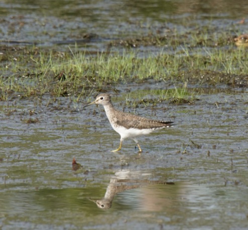 Apuesta de ecoturismo en el Casanare por la Biodiversidad y la cultura