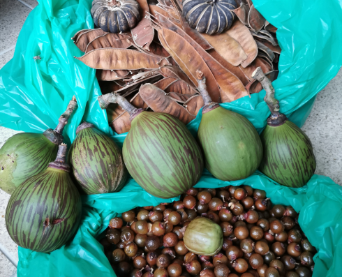 Restauración de bosque seco en cinco municipios de la cuenca del río Cauca