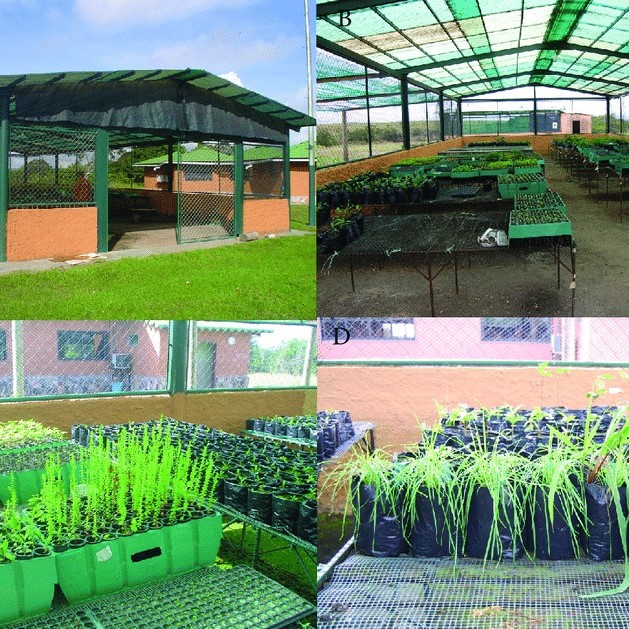 Aproximaciones para la restauración de la Gran Sabana (Venezuela)