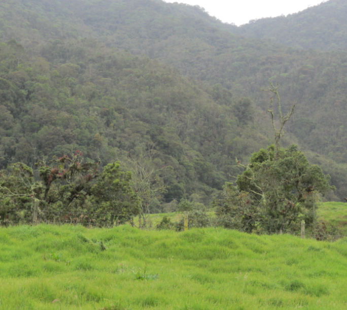 Potencial de sistemas preincaicos de siembra y cosecha de agua en los Andes