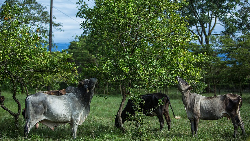 Gran Alianza para hacer de la Ganadería un sector sostenible en Colombia